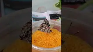 How does the butterfly eat? #butterfly #papillon #mariposa #bug #insects #wildlife #shorts