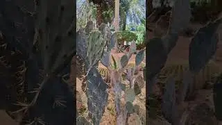 Rare plant species