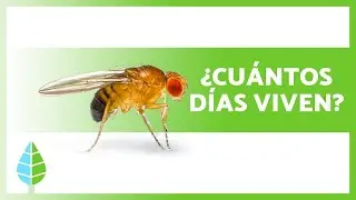 ¿Cuánto VIVE una MOSCA? 🦟 (Ciclo de vida de las moscas)