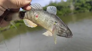 Exelente Pesca de Pargos Y Robalos con Puyekes o Topatas