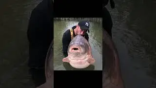 Record mondial la Crap - 51,2 kilograme