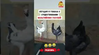 🤔🤔🤔 #шуточное #юмор #смех #мем #семья #смешныемоменты #haha