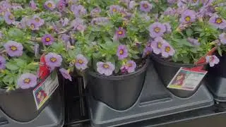New Tractor Supply Plants You NEED to See for Spring!