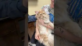Mason&rsquo;s mainecoon polydactyl cat 9/11/2025 #experimentalthursdays #science #experiements #mainecoon