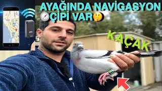 AVUSTRALYADA iLK KAÇAGIMI YAKALADIM  AYAĞINDA TAKİP CİHAZI VAR🤔