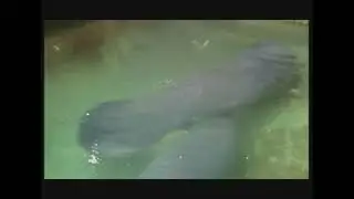 Trichechus manatus - Ламантин американський - West Indian manatee