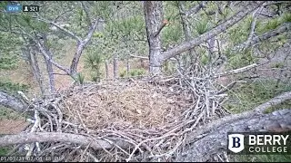 Berry College Eagles~Another Grass Delivery-1:50 PM Shift Change-Nest Left Unattended_1.3.21