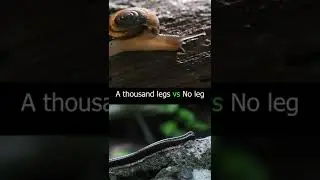 A Thousand Legs vs No Leg. Millipedes vs Snail