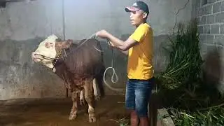 si opplo pindah kandang⁉️deal harga 26 juta langsung ke juragan barunya‼️