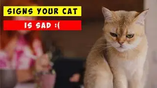 Understanding The Hidden Signals Of A Sad Cat's Behavior