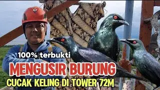 100% BERHASIL!!! CaraUsir  Burung CUCAK KELING Di Tower,Dengan Baju Bekas Ini