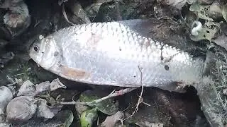 Creative  boy Make Fish Trap Using PVC - Fan Guard - Basket To Catch A Lot of Fish