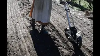 Посадка озимой красной пшеницы Heirloom