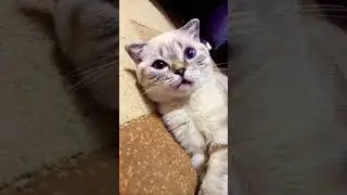 😳....советы от Муси это что-то.. #муся #cat #cat #котики #кот #котята #котик #коты