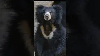 slothbear #animals #facts #information #knowledge #India#nepal #Sri Lanka