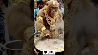 💎 A Monkey Full of Gold Cooking Onion Fritters | Funny South Indian Kitchen Comedy