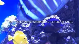 Bert the Orange stripe bristletooth tang (Ctenochaetus striatus)