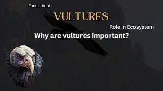Vulture Fact 27 - Why are vultures important?