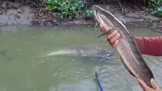 Kích cá dưới sông con nước cạn lụm hàng khủng | kích cá miền tây 