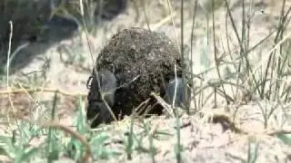 Dung Beetle