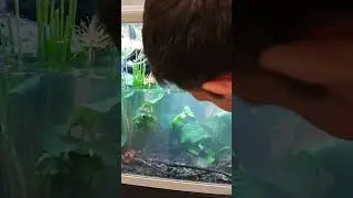 🔥 TO BE DISCOVERED NEXT FRIDAY 🤩 #terrarium #pets #aquarium #paludarium #fish #swamp #leaves #tank