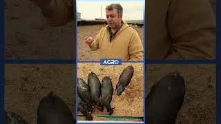 Angus Para Kazandırır mı? Davut Karaman A&ccedil;ıkladı #shorts