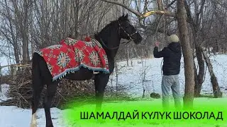 Октой учкан НУРБЕКТЕГИ  ШОКОЛАТ КҮЛҮК ЭКЕН