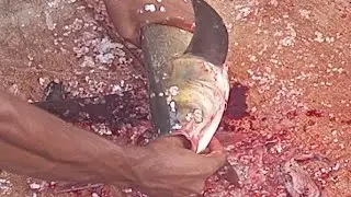 From River to Recipe 🌍 | Professional Fish Cutting Skills