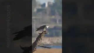 From one branch to another #wildlife #birdsofyoutube #birdsofprey #birds #falcon #raptor