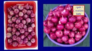 Onion Cultivation (Made for MPKV, Rahuri)