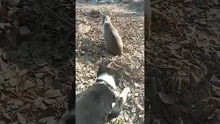 cat and dog funny time #memes #funny #amirkhanvoice #cat #animal #cutecat #funny #babycat #kitten