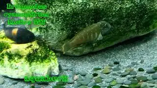 Tanganjika Clown Eretmodus cyanostictus Moliro WF