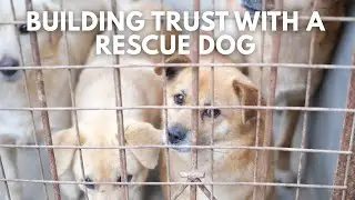 Building Trust with a Rescue Dog
