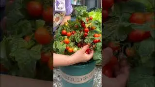 Harvest Garden-123 230 | Full HD | The Art 888 #theart888 #beautiful #earth