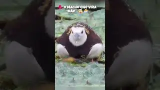 O Macho Que Vira &ldquo;M&atilde;e&rdquo; 🤯🐣