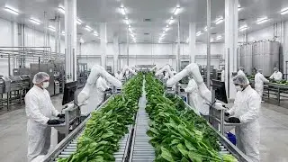 Inside a Modern Spinach Factory | Frozen Spinach Processing & IQF Freezing (Full Process)