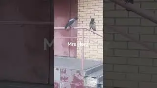 Baby is hungry #crow / Птенчик проголодался #вороны