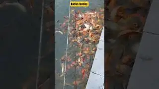 Feeding the more koi fish 🐠 #feed #feeding  #feedingtime #shorts #ytshorts 🐟