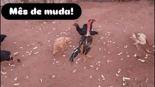 Fim de janeiro no Criatório Noroeste Paraná!