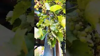 Dialy vlog in Germany #catlovers #loveforpets #cutepets #cutecats #adorablepet  #fruits #dialyvlogs
