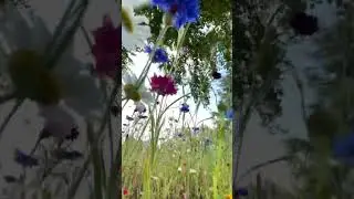 Looking forward to #spring #season #uk #england #2026 #wildflowers #flowers #nature #beauty