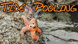 Discovering Tide Pool Wildlife Along the West Coast