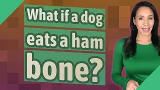 What if a dog eats a ham bone?
