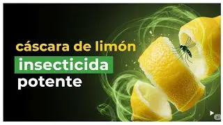 Insecticida de lim&oacute;n potente casero y facil de preparar 🦠 adi&oacute;s plagas 