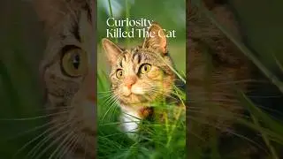 Curiosity Killed The Cat 😔 #idioms #cats #satisfaction