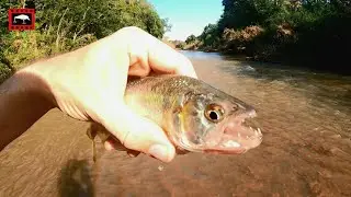 ACHEI UM CARDUME DE SAICANGAS NO RIO | Pescaria de Ultralight com Iscas Micro Crank e Spinner