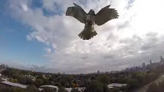 Hawk vs Drone Hawk Attacks Quadcopter get save com