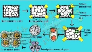 Microsporogenesis