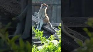 Funny Patas Monkey #Shorts