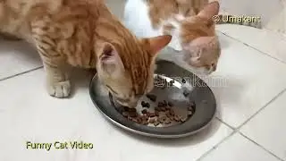 Funny Cats 98-Cats Eating Whiskas